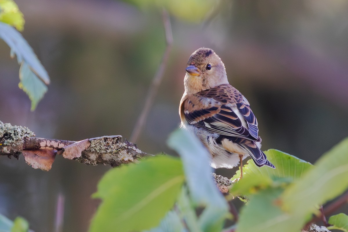 Brambling - Mark Maddock