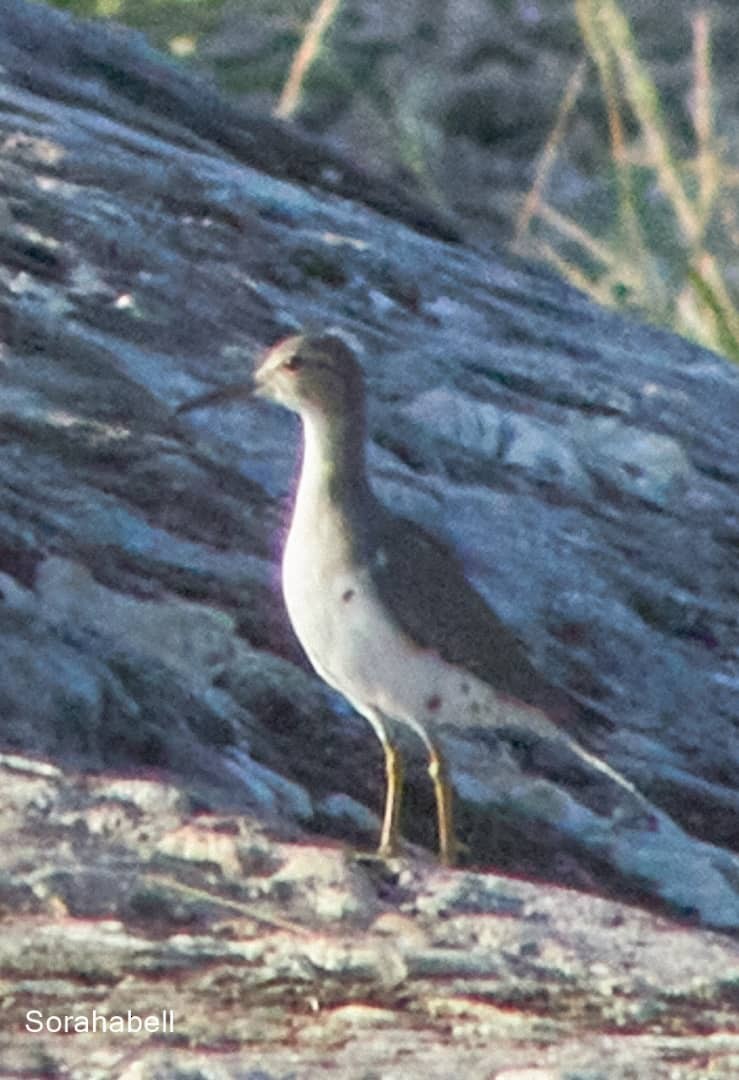 Spotted Sandpiper - ML623975563