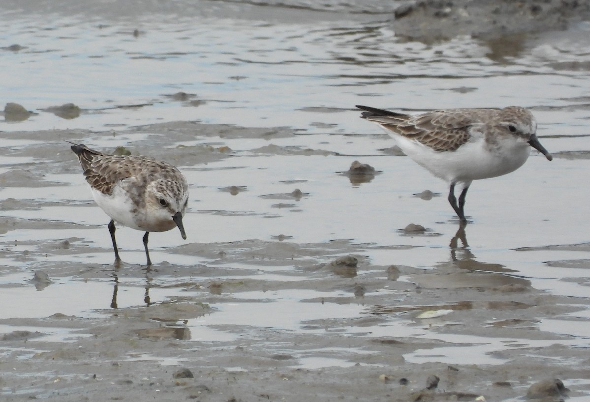 Red-necked Stint - ML623975565