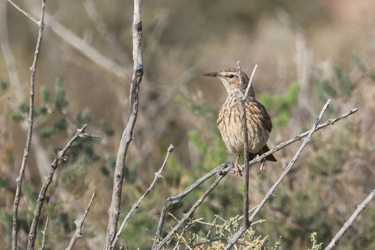 Karoo Long-billed Lark (Karoo) - ML623975566