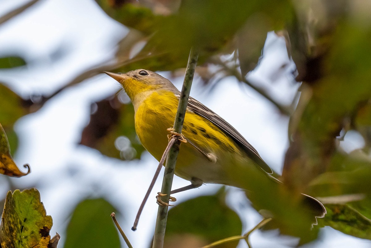 Magnolia Warbler - ML623975567