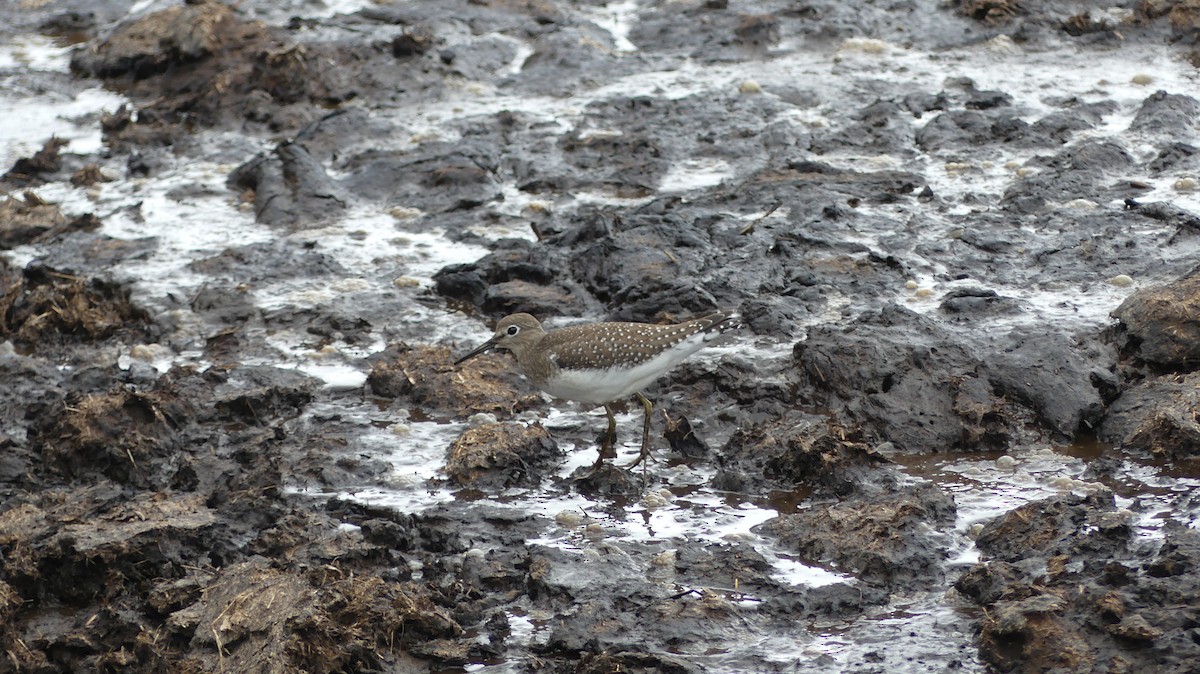 Solitary Sandpiper - ML623975569