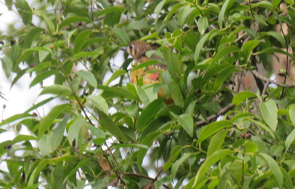 Orange-headed Thrush - ML623975570