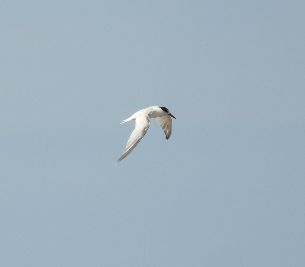 Little Tern - ML623975572