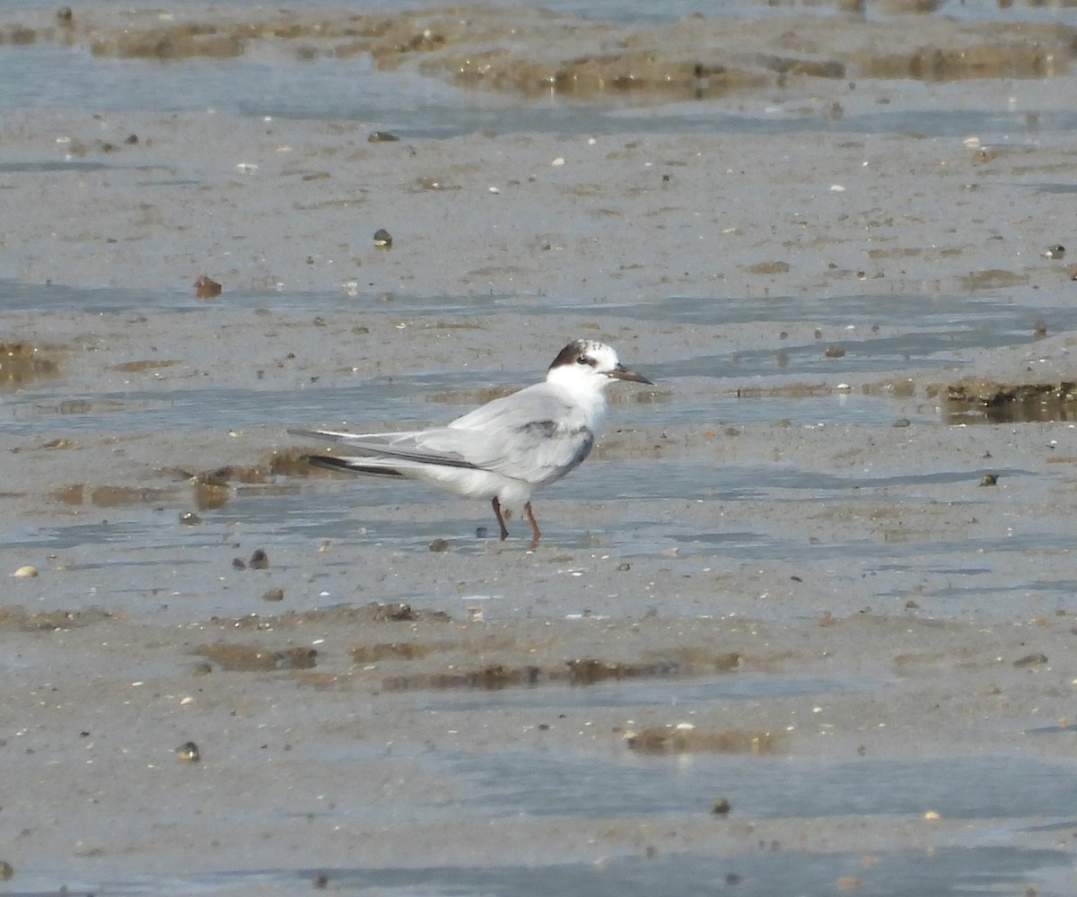 Little Tern - ML623975573