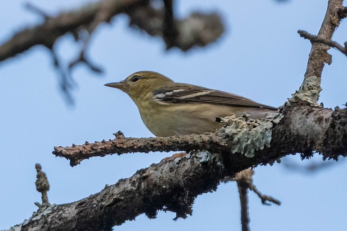 Blackpoll Warbler - ML623975574