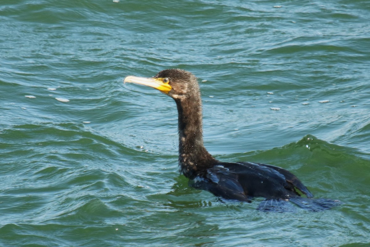 Great Cormorant - ML623975575