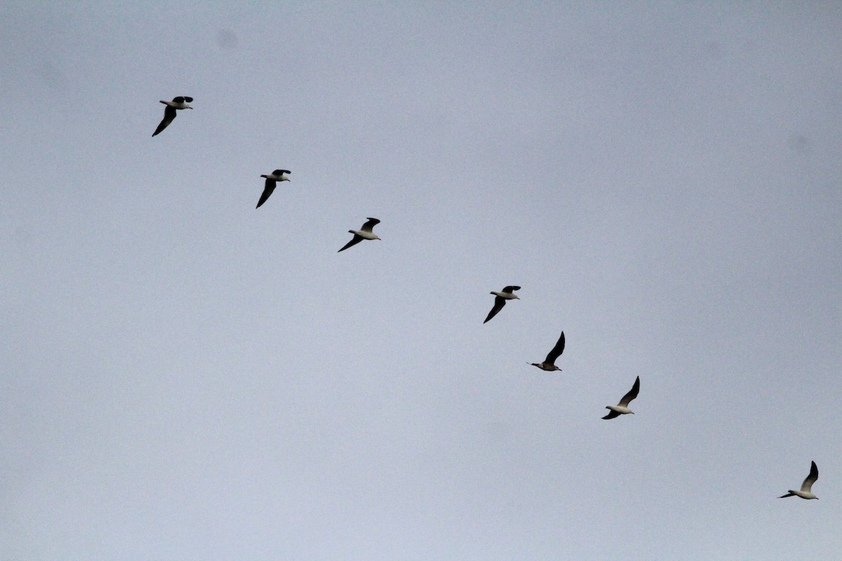 Lesser Black-backed Gull - ML623975576