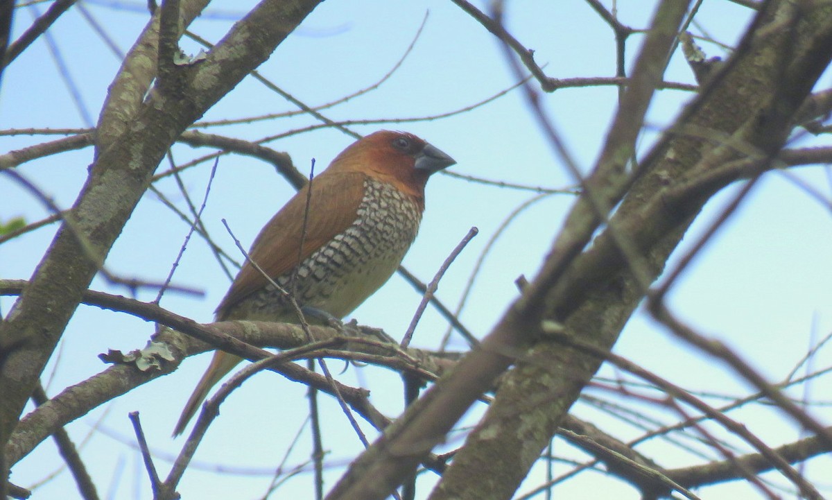 Scaly-breasted Munia - ML623975577