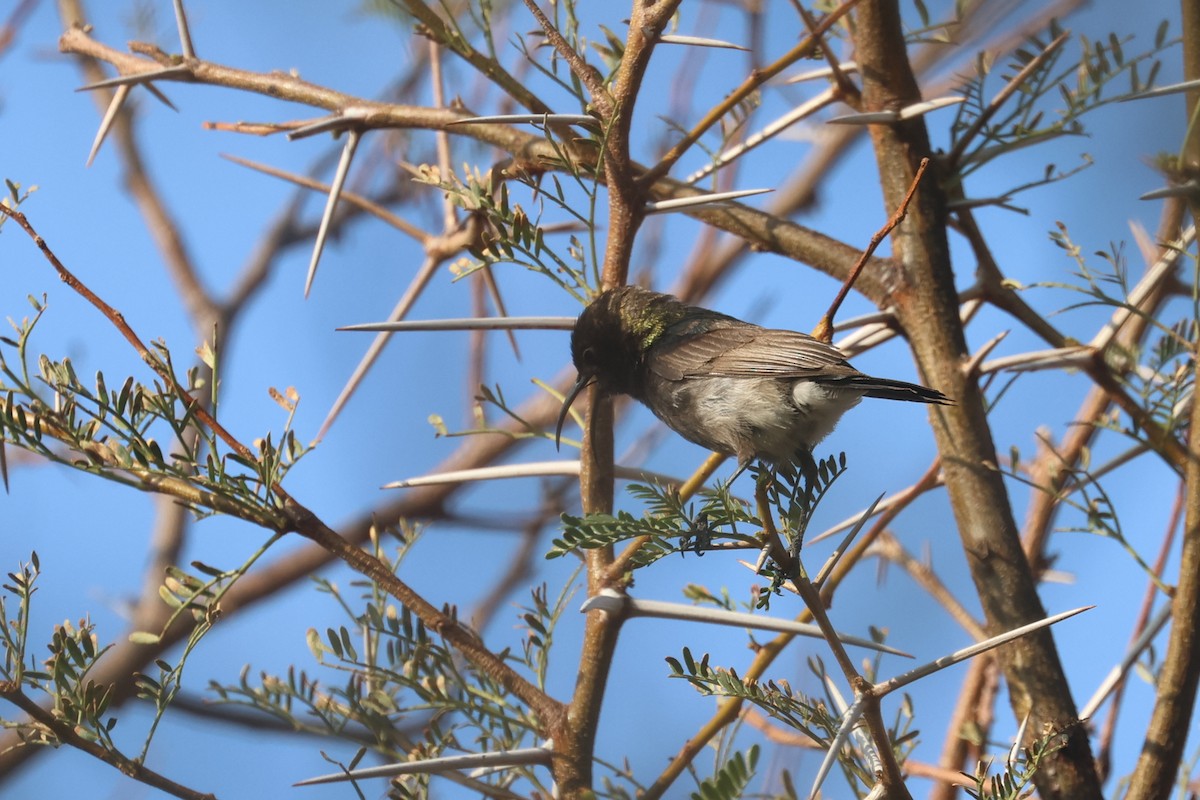 Dusky Sunbird - ML623975578