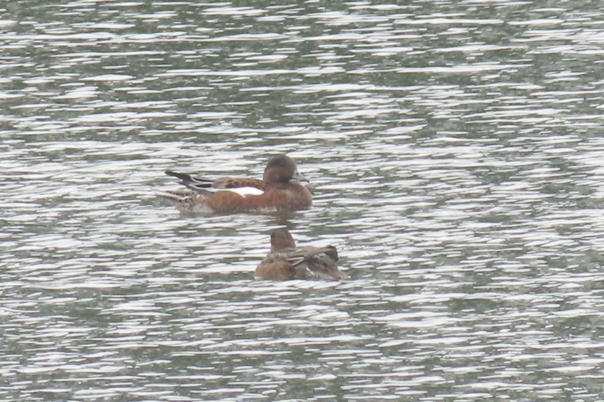 Eurasian Wigeon - ML623975579