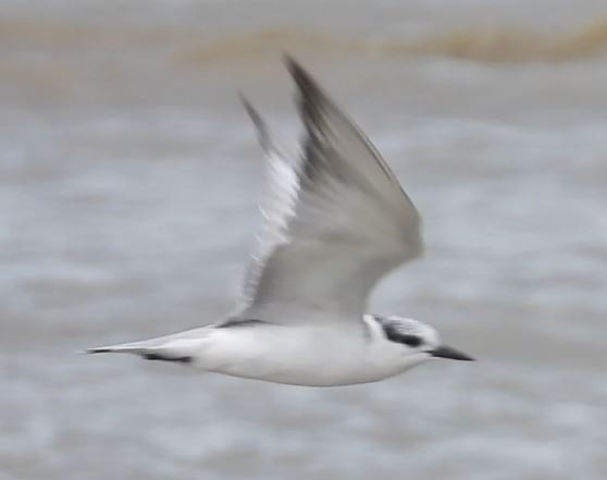 Whiskered Tern - ML623975580