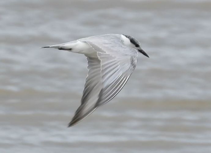 Whiskered Tern - ML623975581