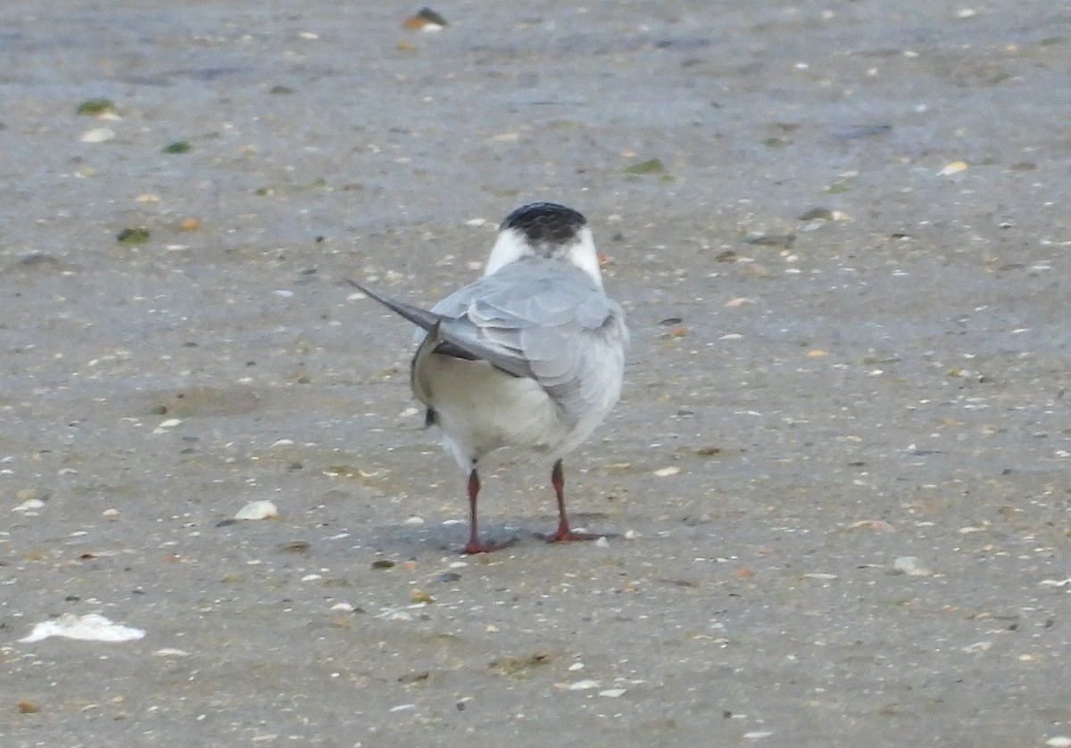 Whiskered Tern - ML623975582