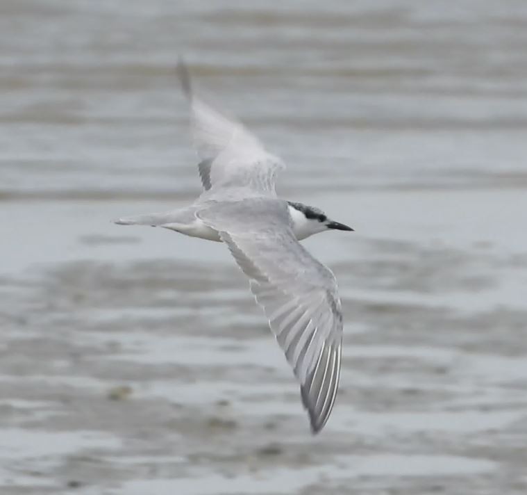 Whiskered Tern - ML623975583