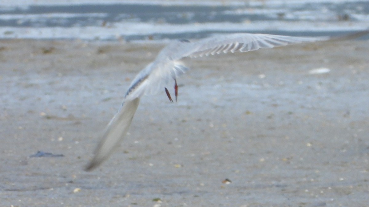 Whiskered Tern - ML623975584