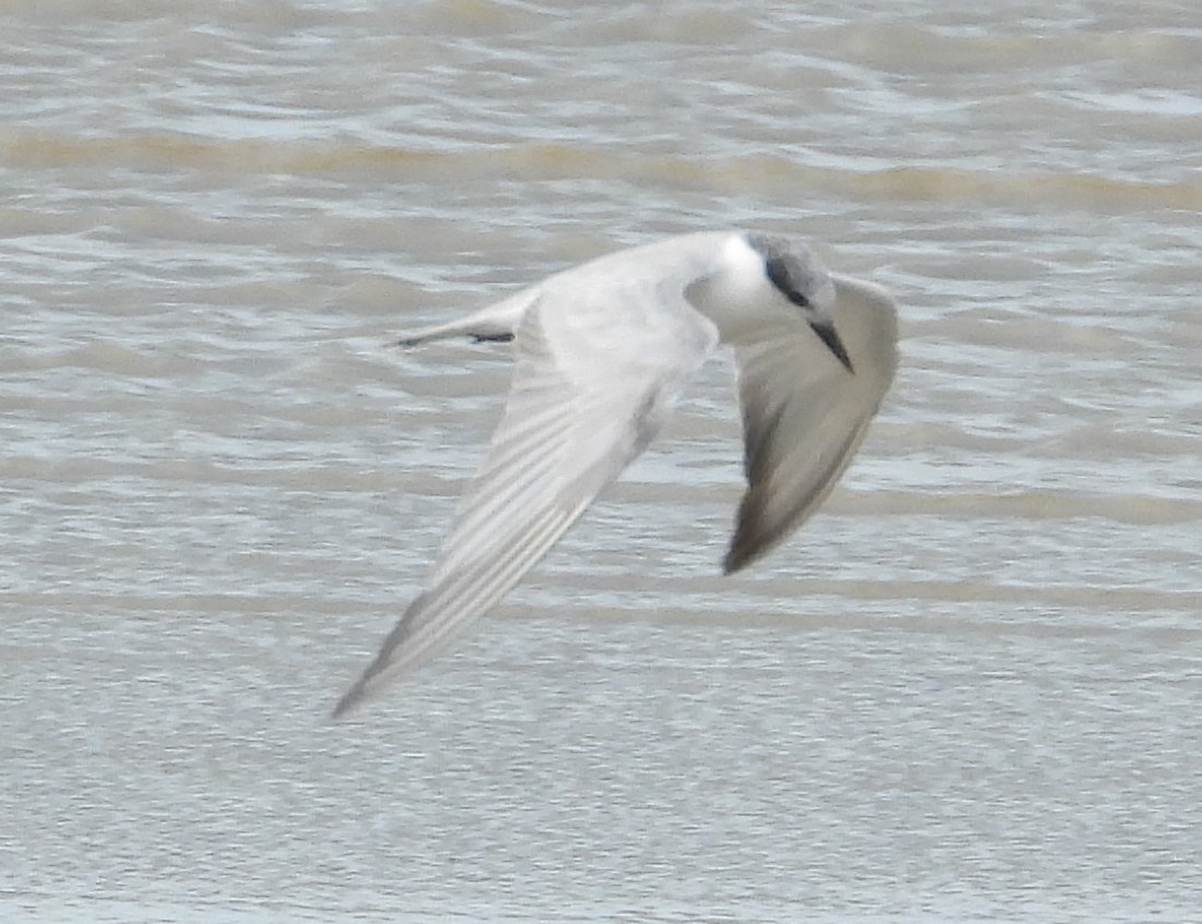 Whiskered Tern - ML623975585