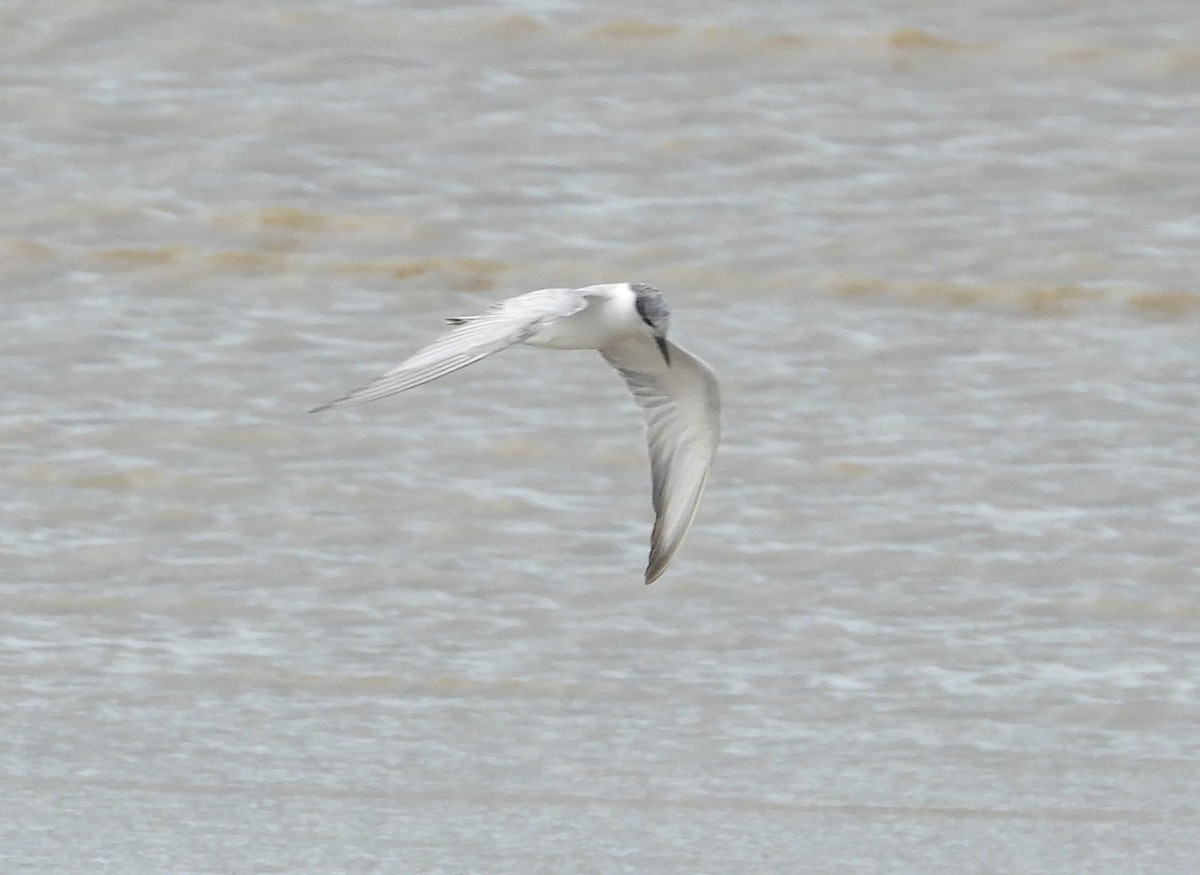 Whiskered Tern - ML623975586