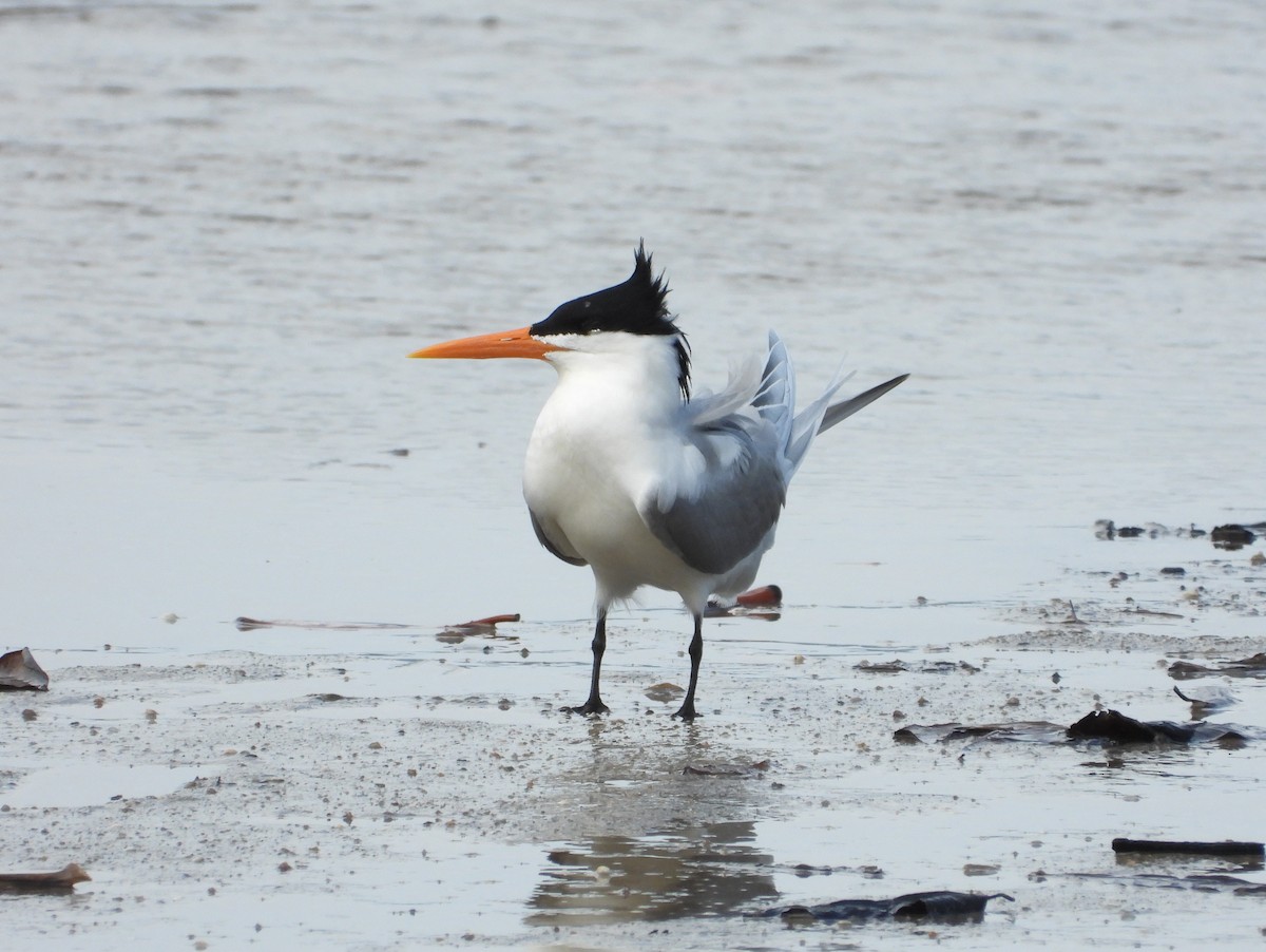 Lesser Crested Tern - ML623975587