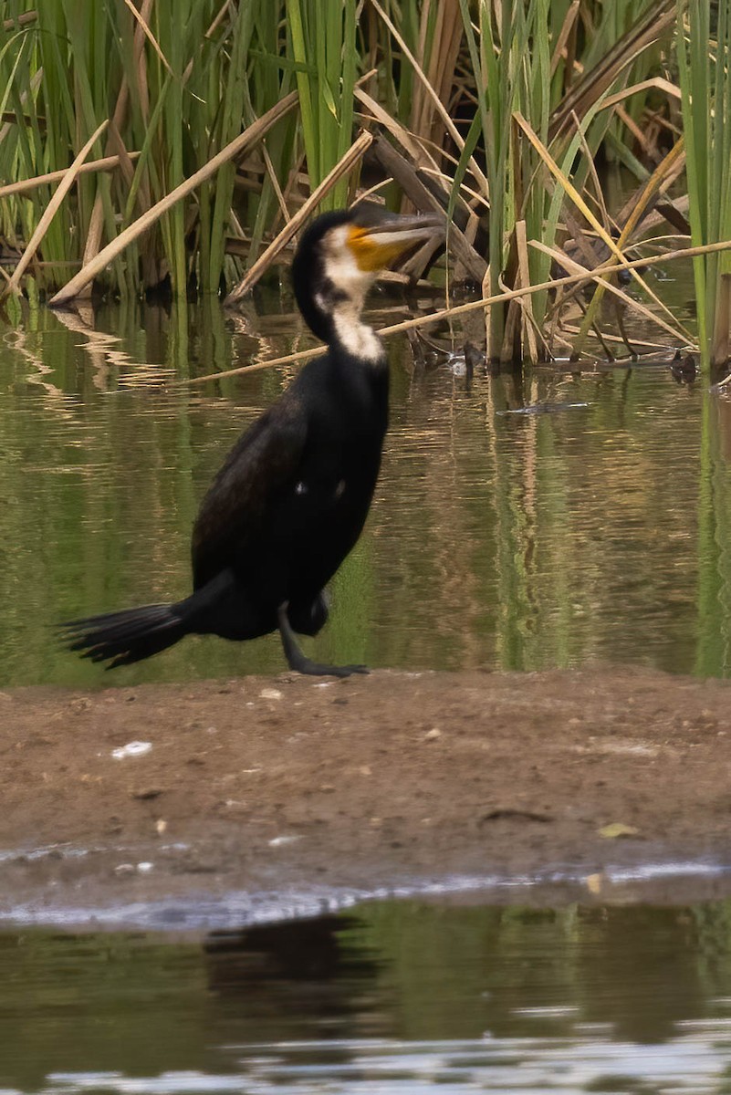 Great Cormorant - ML623975589