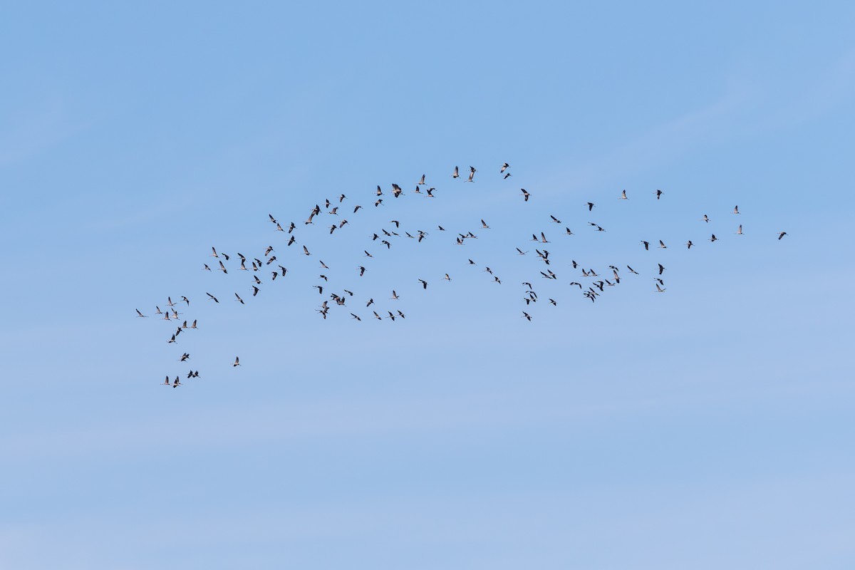 Common Crane - Mark Maddock