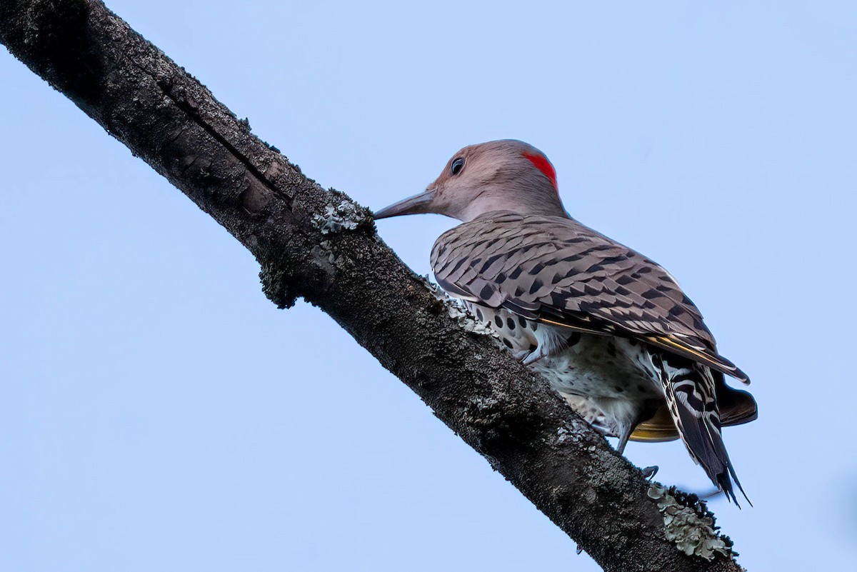 Northern Flicker - ML623975594