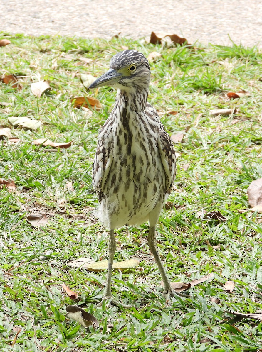 Nankeen Night Heron - ML623975595