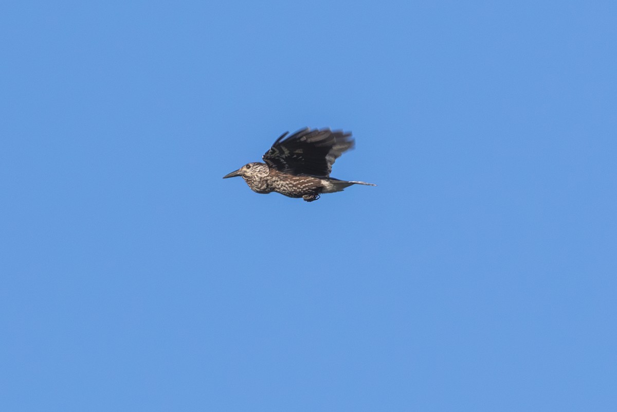 Eurasian Nutcracker (Northern) - Mark Maddock