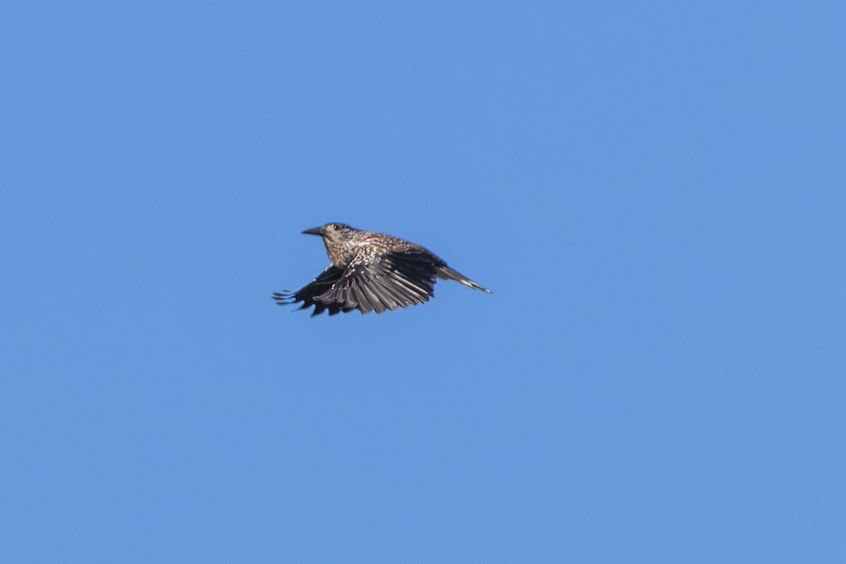 Eurasian Nutcracker (Northern) - Mark Maddock