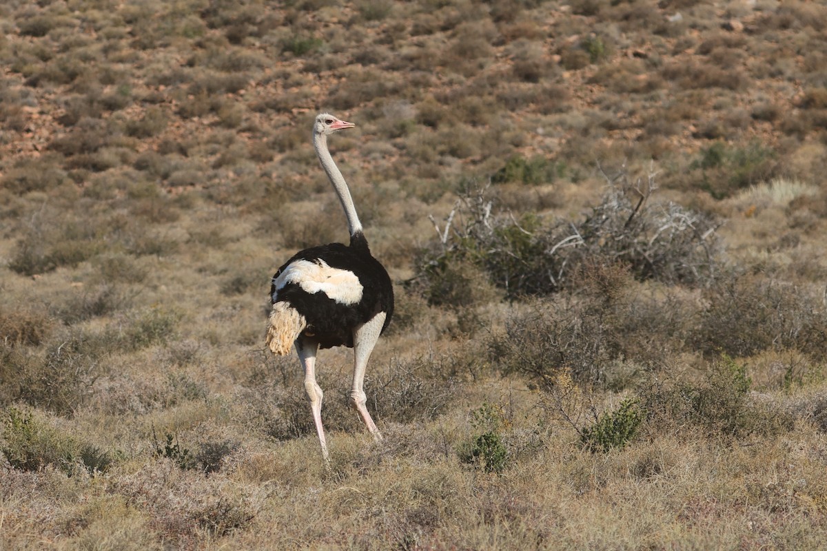 Common Ostrich - ML623975601