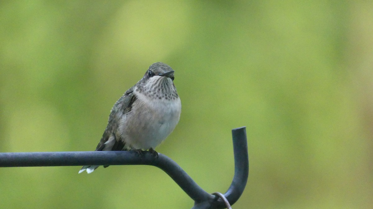 Ruby-throated Hummingbird - Réjean Deschênes