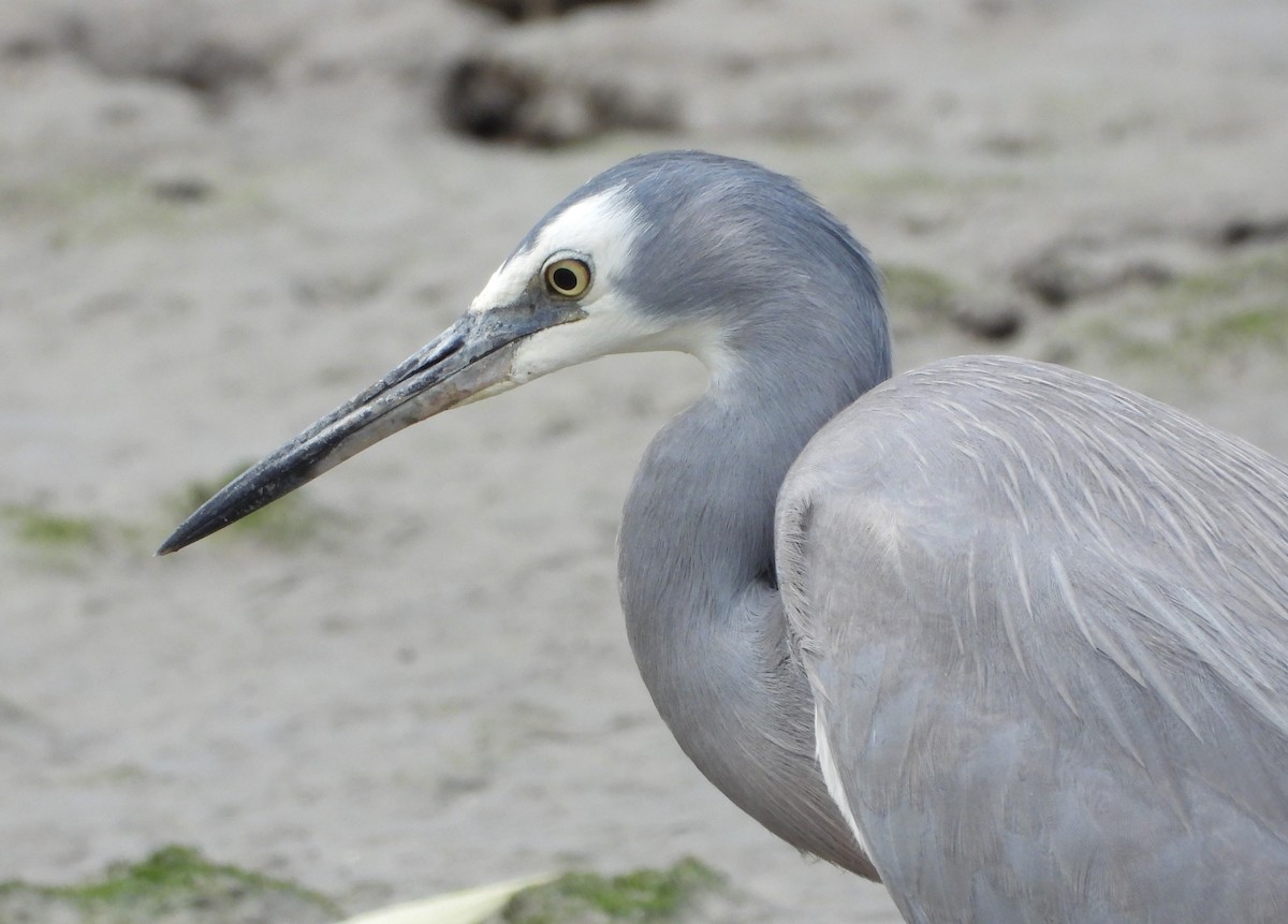 White-faced Heron - ML623975603