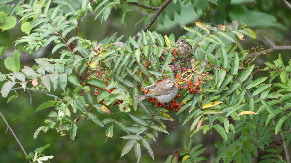 Purple Finch - ML623975608