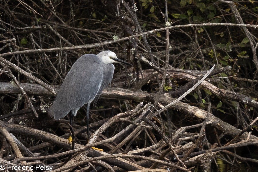 Little Egret x Western Reef-Heron (hybrid) - ML623975609