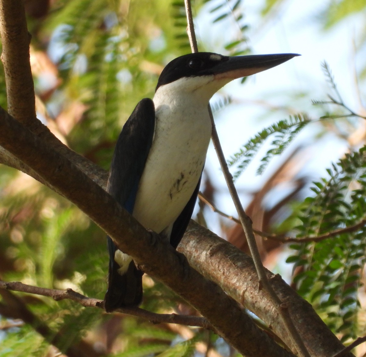 Torresian Kingfisher - ML623975610