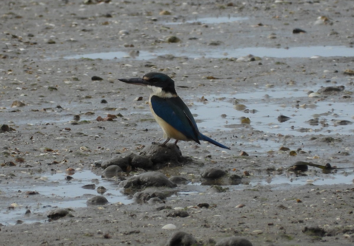 Sacred Kingfisher (Australasian) - ML623975612