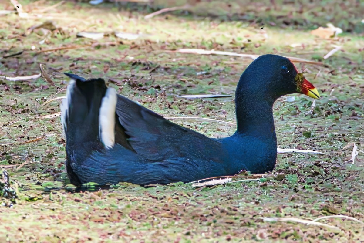 Dusky Moorhen - ML623975613