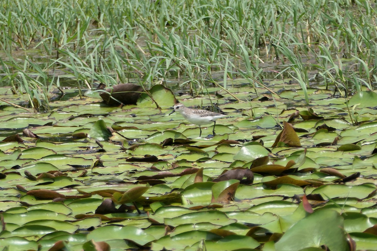 Semipalmated Sandpiper - ML623975634