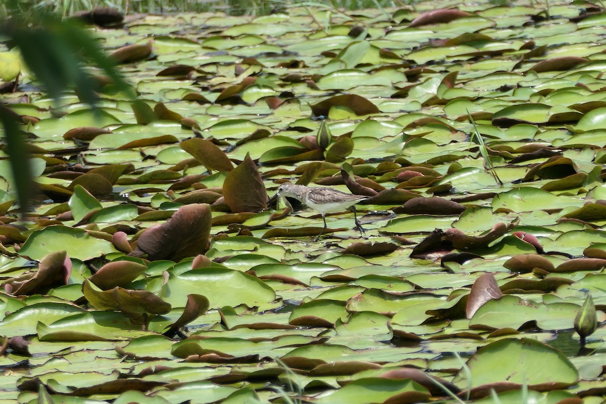 Semipalmated Sandpiper - ML623975635