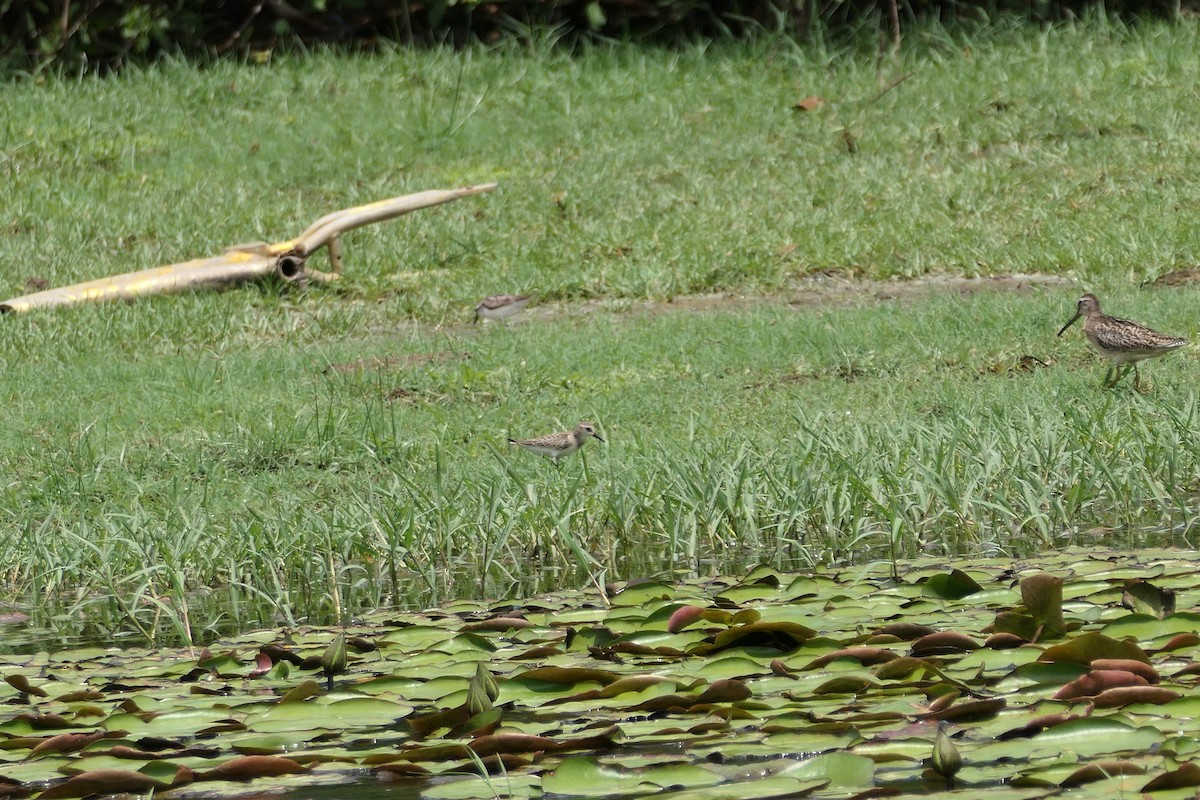 Semipalmated Sandpiper - ML623975636