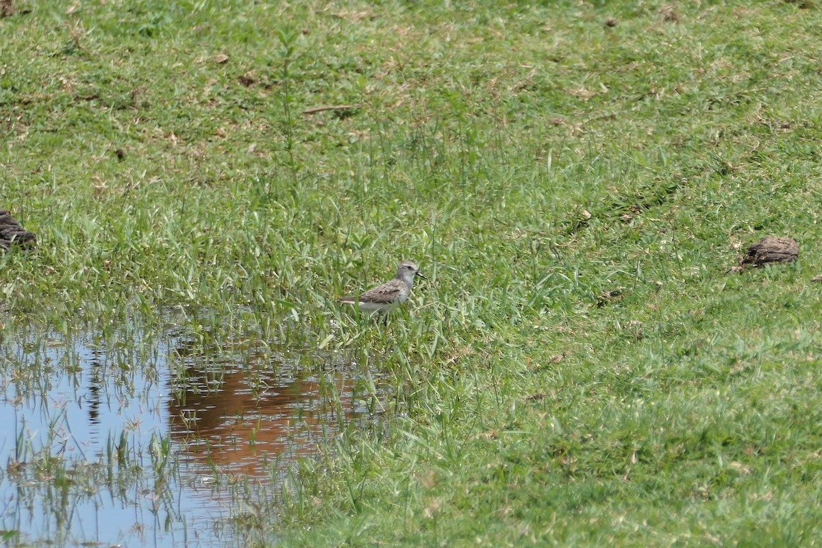 Semipalmated Sandpiper - ML623975637