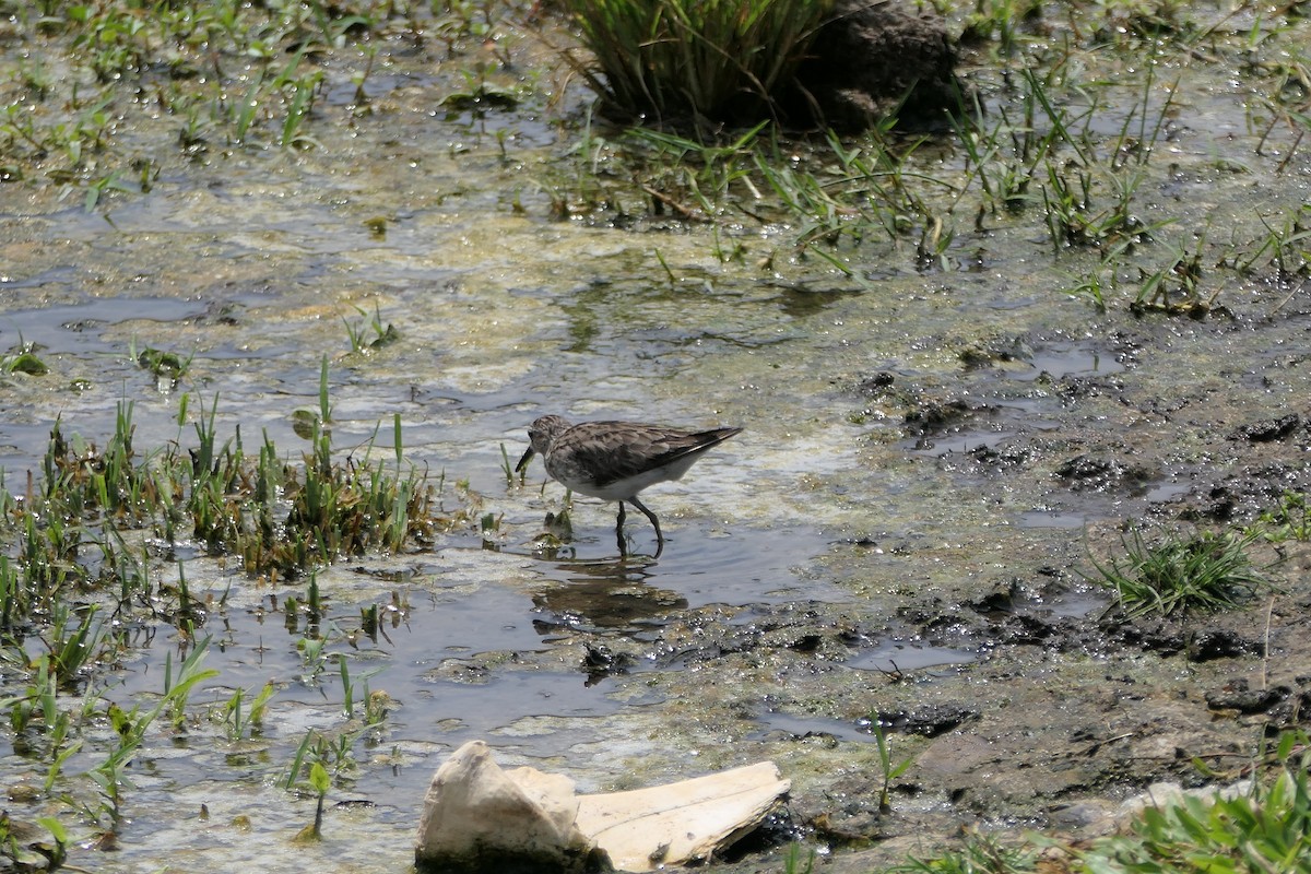 White-rumped Sandpiper - ML623975640