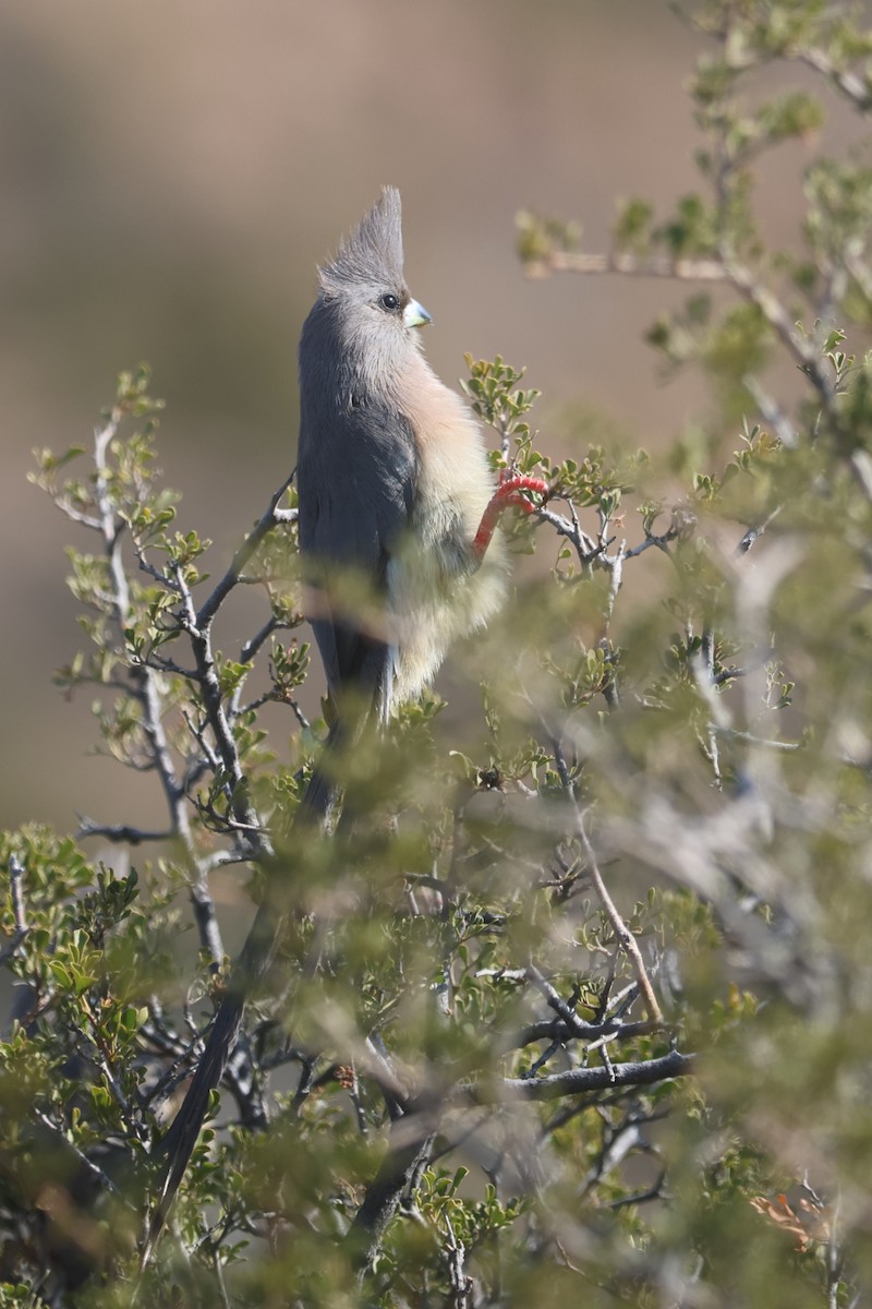 White-backed Mousebird - ML623975643