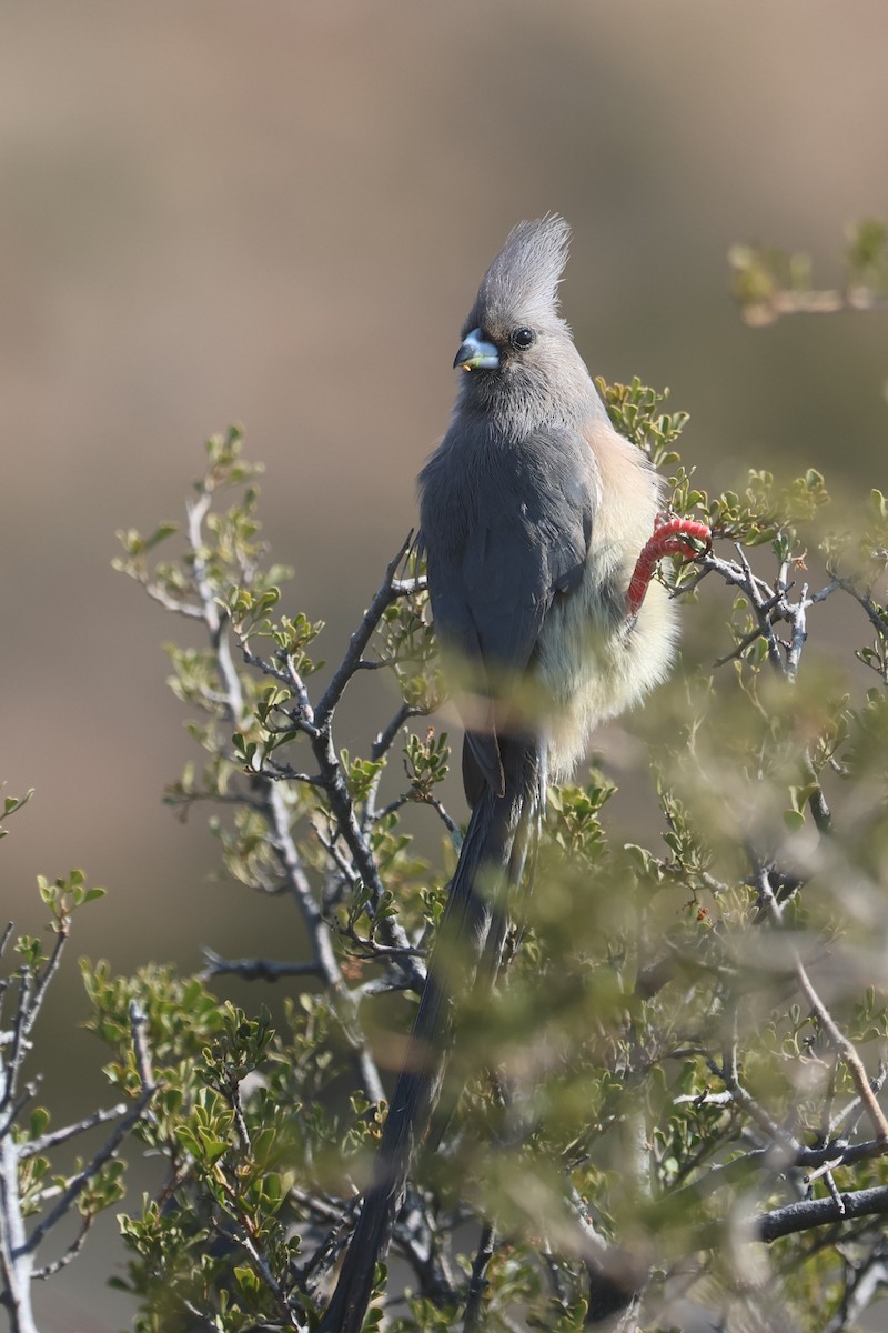 White-backed Mousebird - ML623975644