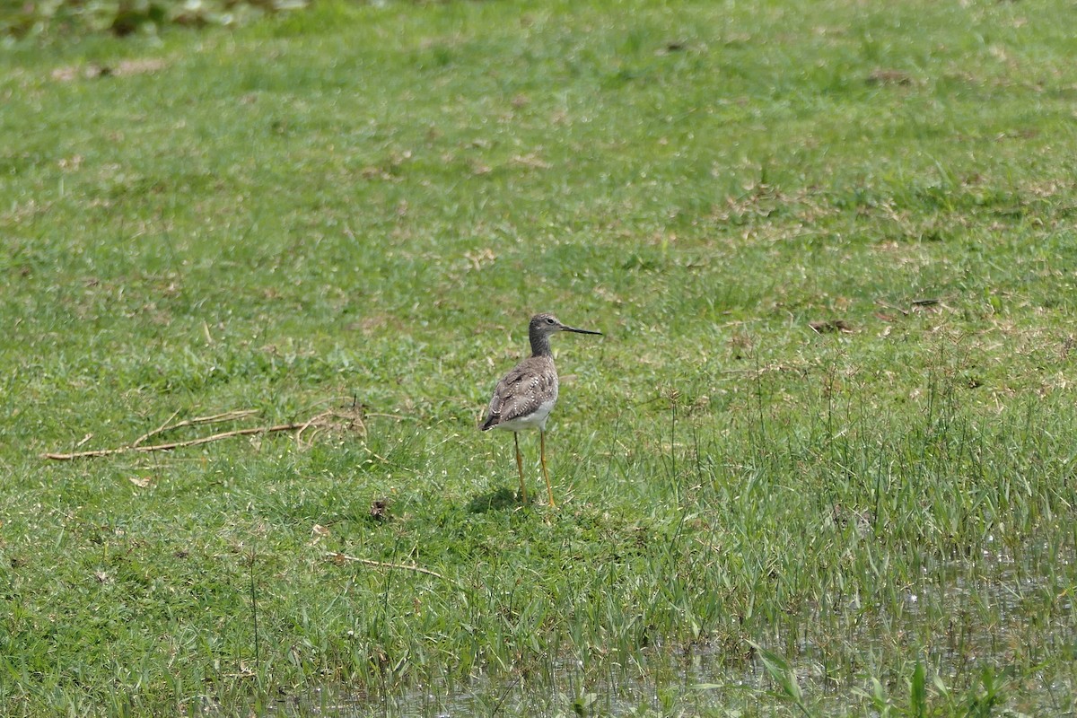 Greater Yellowlegs - ML623975646