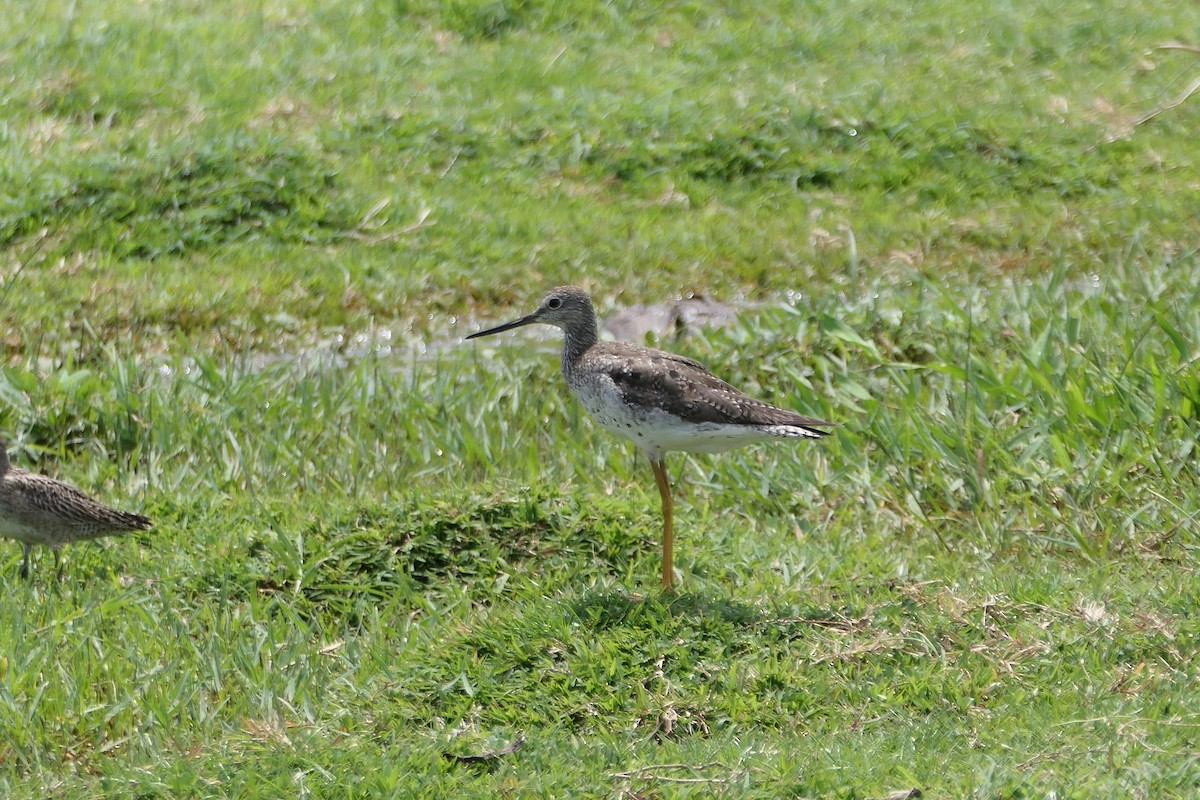 Greater Yellowlegs - ML623975647