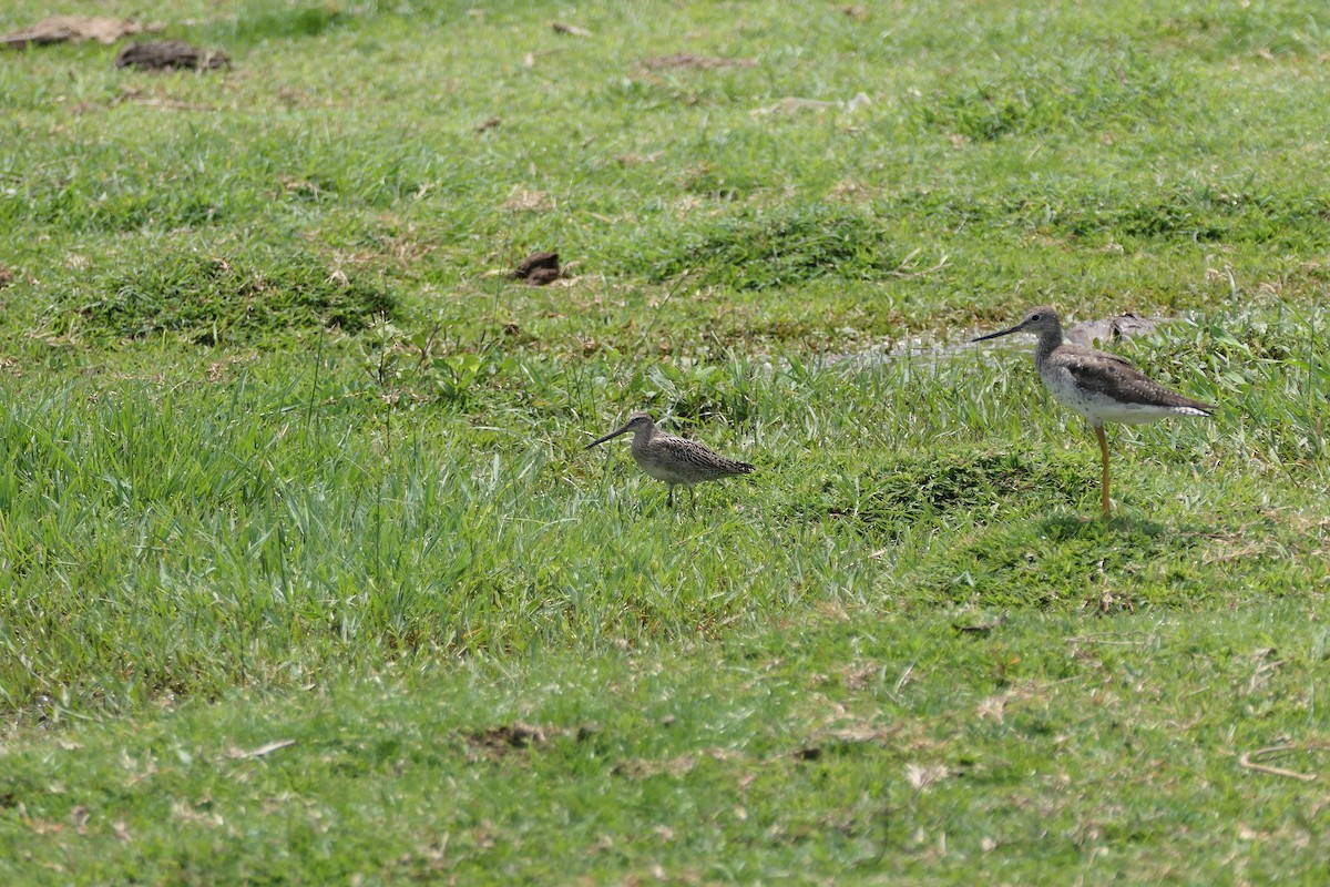 Greater Yellowlegs - ML623975648