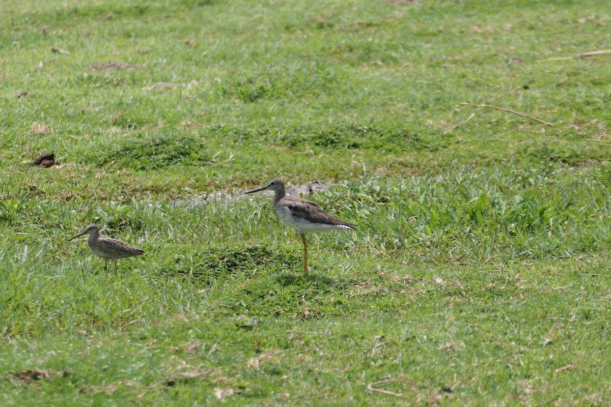 Greater Yellowlegs - ML623975649