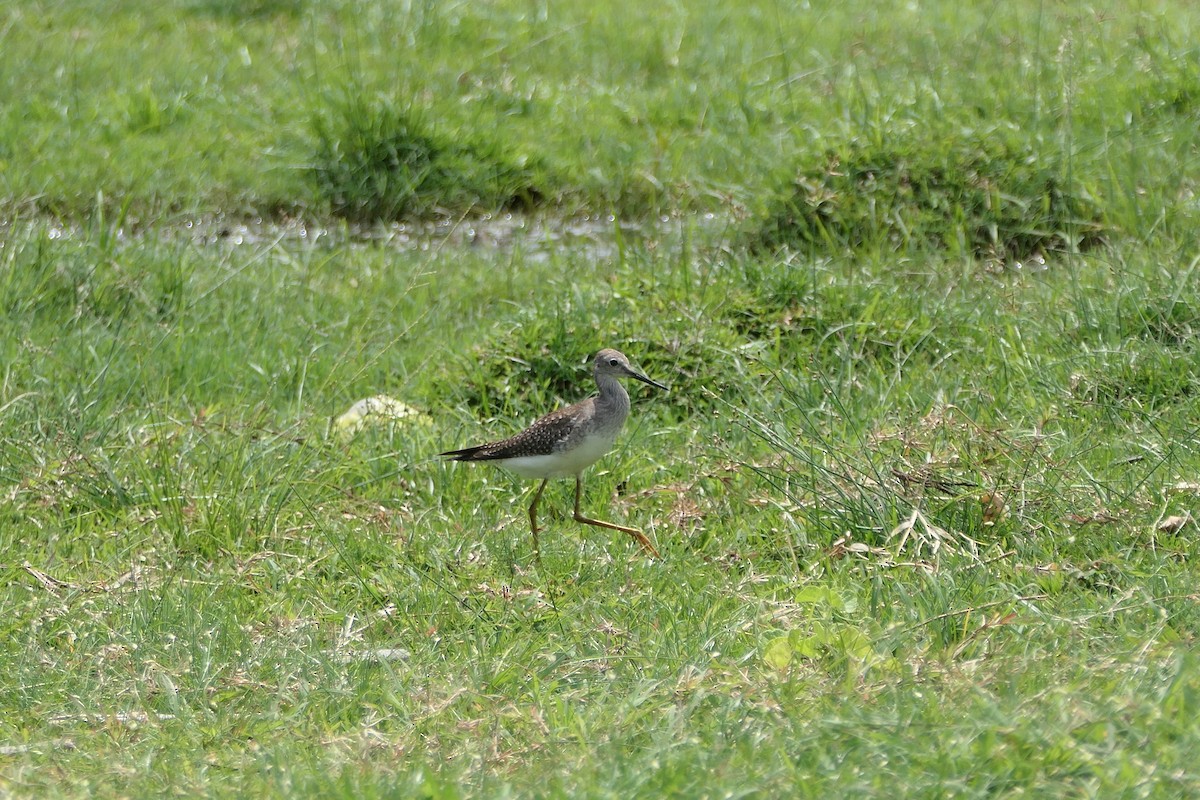 Lesser Yellowlegs - ML623975657