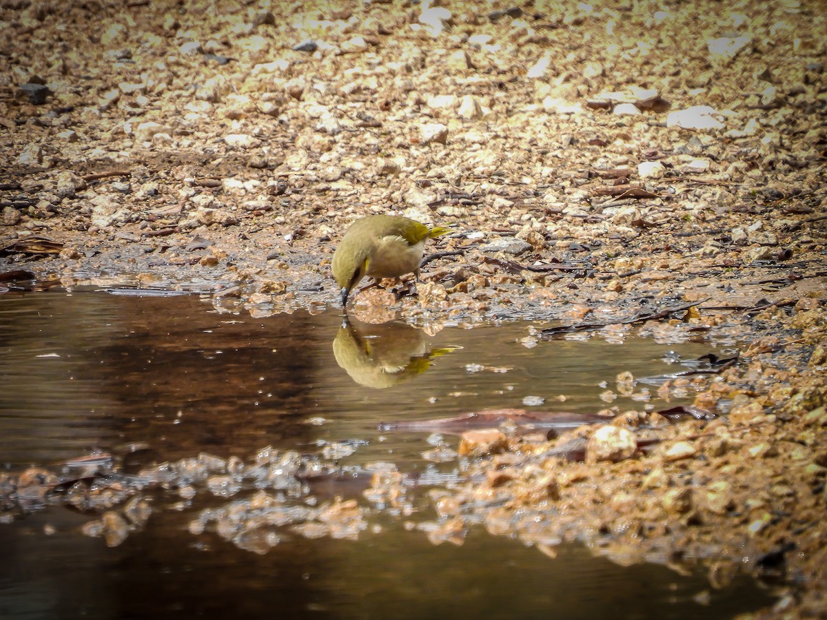 Fuscous Honeyeater - ML623975658